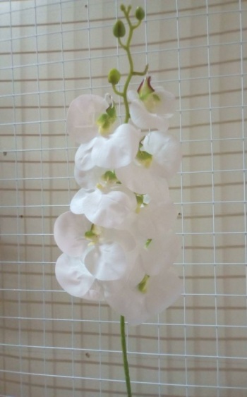 В.орхидеи