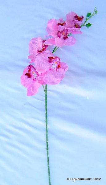 В.орхидеи свисающая 7гол